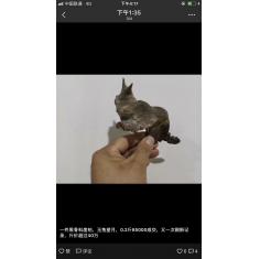 网传最贵的黑骨象形玉兔展示---斤价合40万