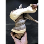 崖柏九重天拧丝转，飞翔的骆驼或是飞鹤，象形料，见证完整崖柏旋转料