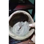 崖柏天成象形碗