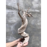 精美扭曲完整小树