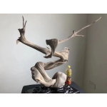 精美扭曲完整小树