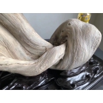 精美扭曲完整小树