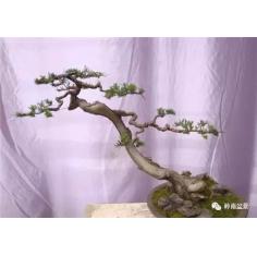 复旦陈果老师人生最完整的一堂课