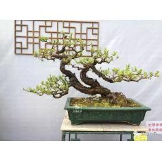 复旦陈果老师人生最完整的一堂课