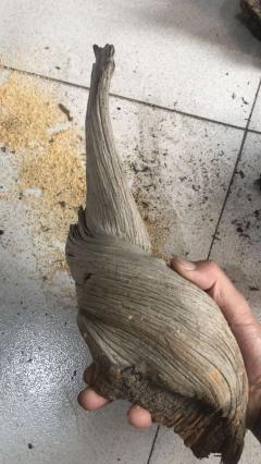 【精品】【达摩老祖】螺丝盘旋料达摩，完完整整的料子