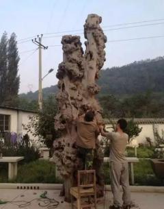 重量级”的崖柏，单单是运费就花了30多万！