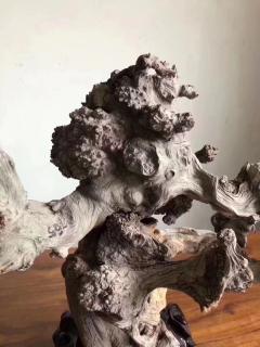 《太极》太行崖柏重器陈化瘤摆件，全身爆满爆密，陈化极好.