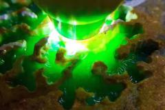 实力派冰阳绿！老木那阳绿满色手镯料 8.2公斤 尺寸：22-21-7cm 皮壳紧致扎实，老坑红蜡皮，开窗处满色大牌已看到，种老化冰，色阳色辣，满色手镯几乎已看到，肉细水润起胶，打灯冰感足，水头一流，品相非常好，满色手镯多多