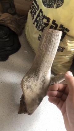 【仙人指路】惹人爱的小可爱，巧雕白粉坨，黄腊石底座，寓意深刻、精工细磨！规格：高23、长14、宽10。