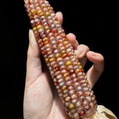 七彩宝石文玩玉米带皮天然宝石血丝文玩玉米毛料，不带皮